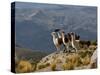 Peru, Llamas in the Bleak Altiplano of the High Andes Near Colca Canyon-Nigel Pavitt-Stretched Canvas