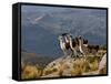 Peru, Llamas in the Bleak Altiplano of the High Andes Near Colca Canyon-Nigel Pavitt-Framed Stretched Canvas