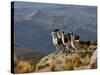 Peru, Llamas in the Bleak Altiplano of the High Andes Near Colca Canyon-Nigel Pavitt-Stretched Canvas