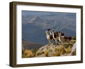 Peru, Llamas in the Bleak Altiplano of the High Andes Near Colca Canyon-Nigel Pavitt-Framed Photographic Print