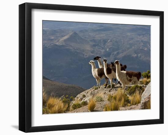 Peru, Llamas in the Bleak Altiplano of the High Andes Near Colca Canyon-Nigel Pavitt-Framed Photographic Print