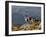 Peru, Llamas in the Bleak Altiplano of the High Andes Near Colca Canyon-Nigel Pavitt-Framed Photographic Print