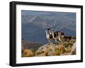 Peru, Llamas in the Bleak Altiplano of the High Andes Near Colca Canyon-Nigel Pavitt-Framed Photographic Print