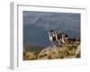 Peru, Llamas in the Bleak Altiplano of the High Andes Near Colca Canyon-Nigel Pavitt-Framed Photographic Print