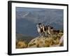 Peru, Llamas in the Bleak Altiplano of the High Andes Near Colca Canyon-Nigel Pavitt-Framed Photographic Print