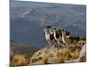 Peru, Llamas in the Bleak Altiplano of the High Andes Near Colca Canyon-Nigel Pavitt-Mounted Photographic Print