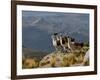 Peru, Llamas in the Bleak Altiplano of the High Andes Near Colca Canyon-Nigel Pavitt-Framed Photographic Print