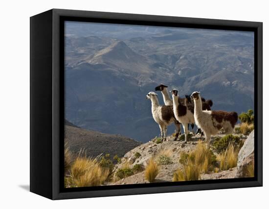 Peru, Llamas in the Bleak Altiplano of the High Andes Near Colca Canyon-Nigel Pavitt-Framed Stretched Canvas