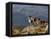 Peru, Llamas in the Bleak Altiplano of the High Andes Near Colca Canyon-Nigel Pavitt-Framed Stretched Canvas