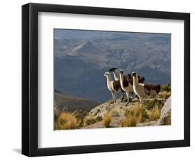 Peru, Llamas in the Bleak Altiplano of the High Andes Near Colca Canyon-Nigel Pavitt-Framed Photographic Print