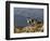 Peru, Llamas in the Bleak Altiplano of the High Andes Near Colca Canyon-Nigel Pavitt-Framed Photographic Print