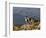 Peru, Llamas in the Bleak Altiplano of the High Andes Near Colca Canyon-Nigel Pavitt-Framed Photographic Print