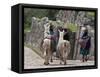 Peru, Native Indian Women Lead their Llamas Past the Ruins of Saqsaywaman-Nigel Pavitt-Framed Stretched Canvas