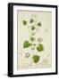 Perugularia Extensa, 1800-10-null-Framed Giclee Print