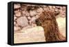 Peruvian Alpaca. Farm of Llama,Alpaca,Vicuna in Peru,South America. Andean Animal.Alpaca is South A-vitmark-Framed Stretched Canvas