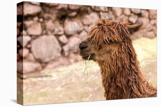 Peruvian Alpaca. Farm of Llama,Alpaca,Vicuna in Peru,South America. Andean Animal.Alpaca is South A-vitmark-Stretched Canvas