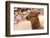 Peruvian Alpaca. Farm of Llama,Alpaca,Vicuna in Peru,South America. Andean Animal.Alpaca is South A-vitmark-Framed Photographic Print