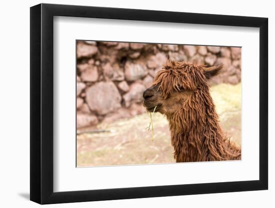 Peruvian Alpaca. Farm of Llama,Alpaca,Vicuna in Peru,South America. Andean Animal.Alpaca is South A-vitmark-Framed Photographic Print