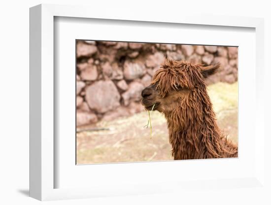 Peruvian Alpaca. Farm of Llama,Alpaca,Vicuna in Peru,South America. Andean Animal.Alpaca is South A-vitmark-Framed Photographic Print
