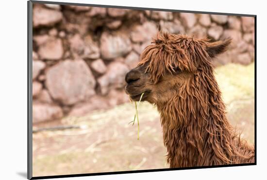 Peruvian Alpaca. Farm of Llama,Alpaca,Vicuna in Peru,South America. Andean Animal.Alpaca is South A-vitmark-Mounted Photographic Print