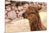 Peruvian Alpaca. Farm of Llama,Alpaca,Vicuna in Peru,South America. Andean Animal.Alpaca is South A-vitmark-Mounted Photographic Print