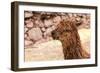 Peruvian Alpaca. Farm of Llama,Alpaca,Vicuna in Peru,South America. Andean Animal.Alpaca is South A-vitmark-Framed Photographic Print