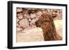 Peruvian Alpaca. Farm of Llama,Alpaca,Vicuna in Peru,South America. Andean Animal.Alpaca is South A-vitmark-Framed Photographic Print