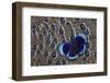 Peruvian Asterope Butterfly on Grey Peacock Pheasant Feather Design-Darrell Gulin-Framed Photographic Print