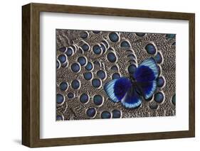 Peruvian Asterope Butterfly on Grey Peacock Pheasant Feather Design-Darrell Gulin-Framed Photographic Print