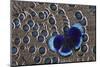 Peruvian Asterope Butterfly on Grey Peacock Pheasant Feather Design-Darrell Gulin-Mounted Photographic Print