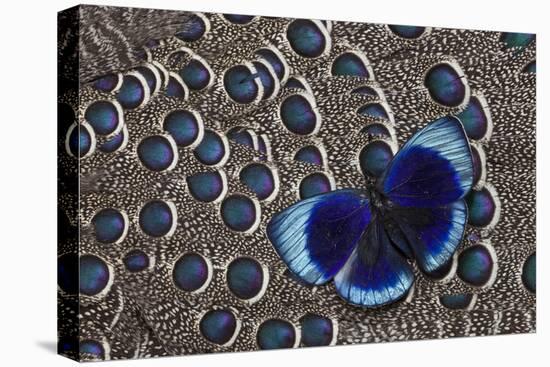 Peruvian Asterope Butterfly on Grey Peacock Pheasant Feather Design-Darrell Gulin-Stretched Canvas
