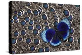 Peruvian Asterope Butterfly on Grey Peacock Pheasant Feather Design-Darrell Gulin-Stretched Canvas