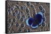 Peruvian Asterope Butterfly on Grey Peacock Pheasant Feather Design-Darrell Gulin-Framed Stretched Canvas