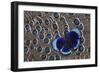 Peruvian Asterope Butterfly on Grey Peacock Pheasant Feather Design-Darrell Gulin-Framed Photographic Print