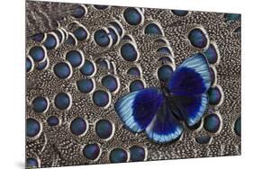 Peruvian Asterope Butterfly on Grey Peacock Pheasant Feather Design-Darrell Gulin-Mounted Premium Photographic Print