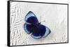 Peruvian Asterope Butterfly on Silver Pheasant Feather Pattern-Darrell Gulin-Framed Stretched Canvas