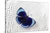 Peruvian Asterope Butterfly on Silver Pheasant Feather Pattern-Darrell Gulin-Stretched Canvas