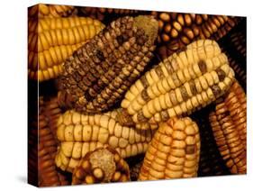 Peruvian Corn, Peru-Pete Oxford-Stretched Canvas