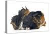 Peruvian Guinea Pig-null-Stretched Canvas