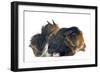Peruvian Guinea Pig-null-Framed Photographic Print