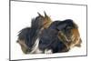 Peruvian Guinea Pig-null-Mounted Photographic Print