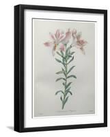 Peruvian Lilly-Pierre-Joseph Redoute-Framed Art Print
