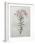 Peruvian Lilly-Pierre-Joseph Redoute-Framed Art Print