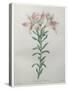 Peruvian Lilly-Pierre-Joseph Redoute-Stretched Canvas