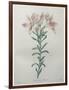 Peruvian Lilly-Pierre-Joseph Redoute-Framed Art Print