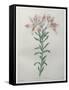 Peruvian Lilly-Pierre-Joseph Redoute-Framed Stretched Canvas