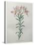 Peruvian Lilly-Pierre-Joseph Redoute-Stretched Canvas