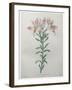 Peruvian Lilly-Pierre-Joseph Redoute-Framed Art Print