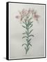 Peruvian Lilly-Pierre-Joseph Redoute-Framed Stretched Canvas