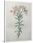 Peruvian Lilly-Pierre-Joseph Redoute-Stretched Canvas